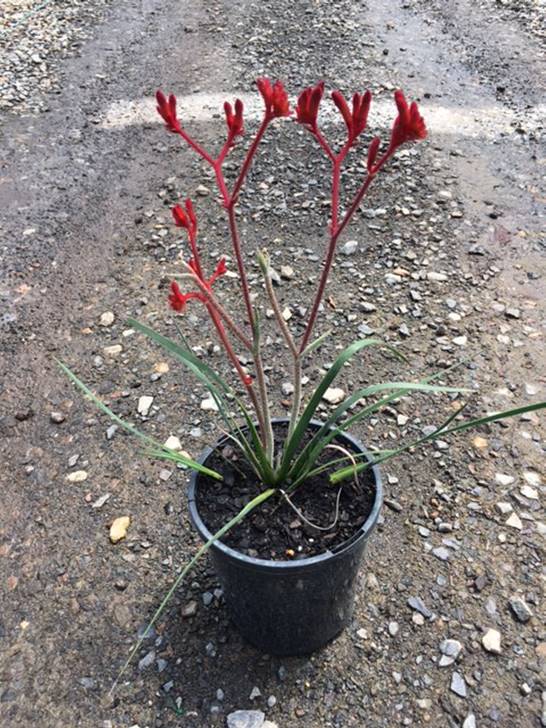 Anigozanthos 'Rufus' Kangaroo Paw in a 6" pot features long green leaves and tall stems with red, fuzzy, paw-shaped flowers, displayed on a gravel surface.