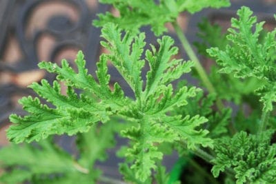 Close-up of a green lemon-scented Pelargonium Lemon Scented 'Mozzie Plant' 3" Pot with detailed, feathery leaves, set against a blurred garden backdrop.
