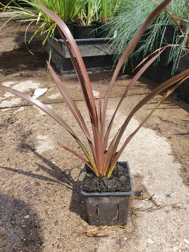 Phormium 'Sweet Mist®' Flax 3" Pot