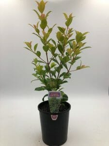 Syzygium 'Aussie Southern' Lilly Pilly 6" Pot