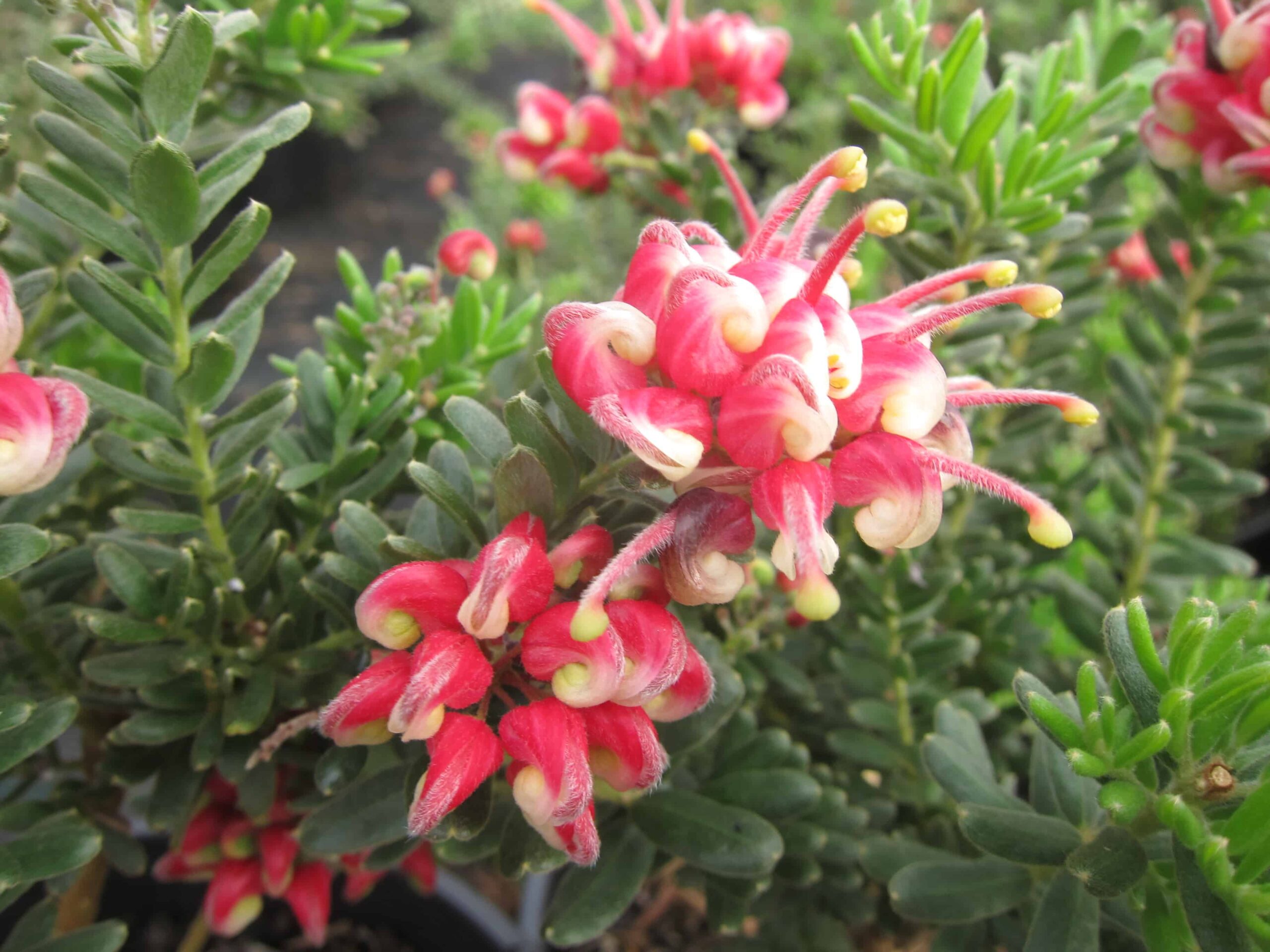 Close-up of vibrant pink and red Grevillea 'Winter Wonder' 6" Pot flowers with green foliage in the background.