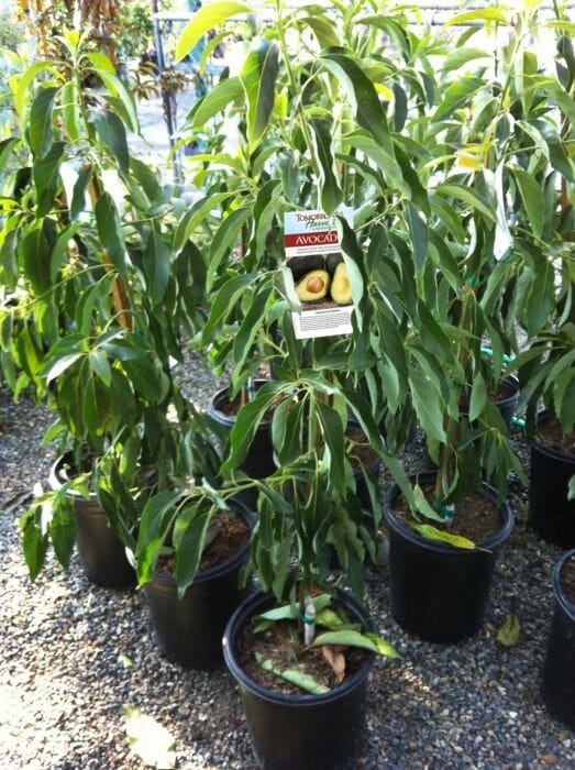 Young Persea 'Hass' Avocado trees in 10" pots at a nursery, with a close-up on one tree featuring a label showing ripe avocados.
