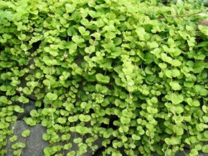 The Lysimachia 'Creeping Jenny' in a 6" pot is a delightful plant featuring trailing vines and round green leaves that elegantly cascade down any surface.