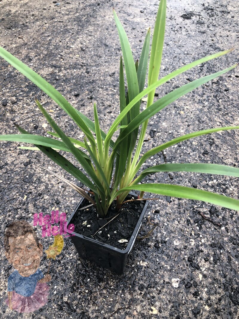 Dianella 'Little Jess™' Flax Lily 3" Pot