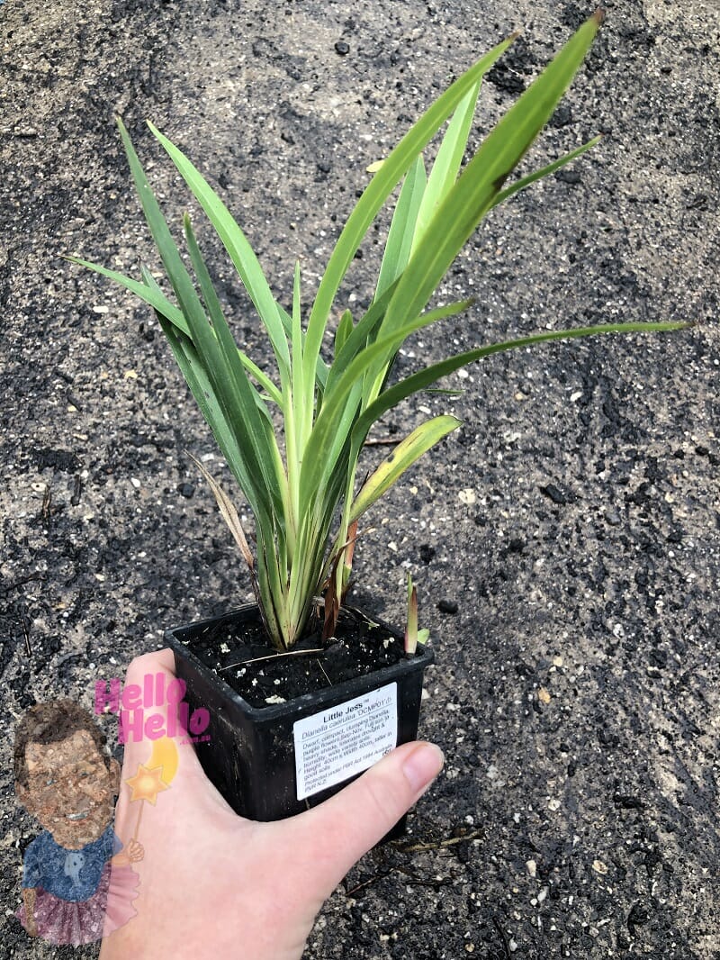 Dianella 'Little Jess™' Flax Lily 3" Pot
