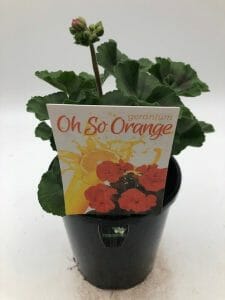Geranium 'O' So Orange'