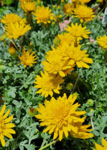 Gazania 'Double Gold™' 6" Pot features bright yellow, fringed-petal blooms and lush green foliage. Thrives in full sun.