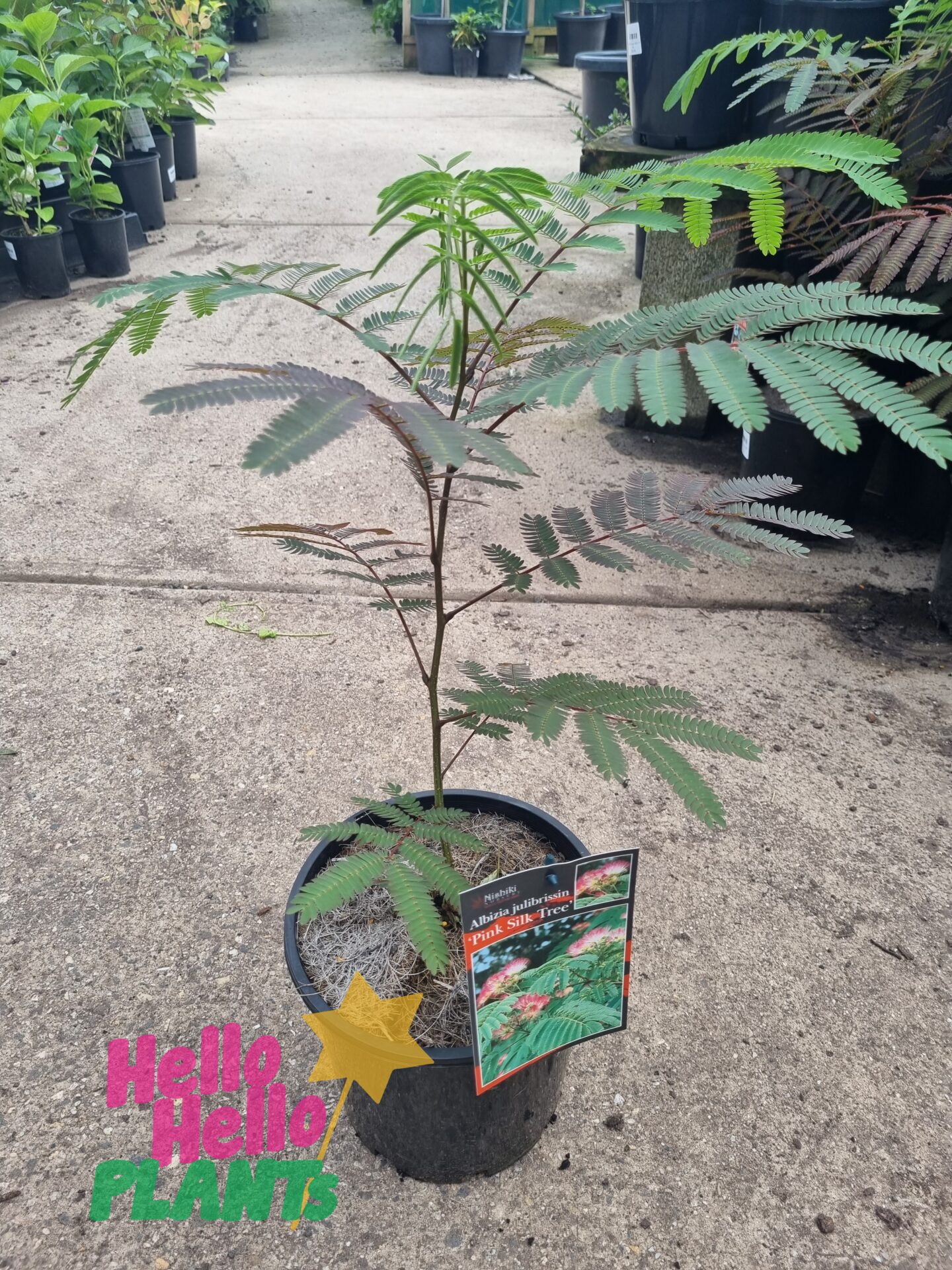 Albizia 'Persian Silk Tree' 8" Pot