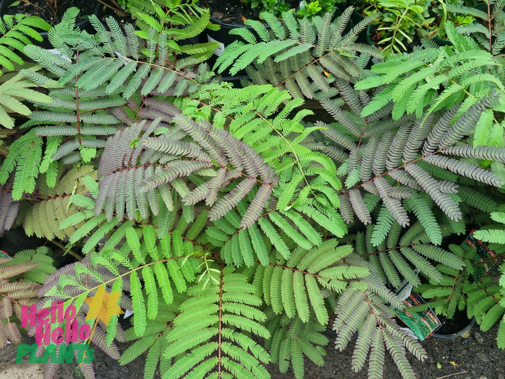 Albizia 'Persian Silk Tree'