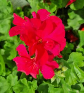 Geranium 'Big Pink' in a 6" pot displays vibrant pink blooms with lush, rounded green leaves, bringing a lively splash of color to any space.