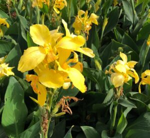 Close-up of Canna Lily 'Dwarf Tropical Yellow' in an 8" pot, featuring vivid yellow blooms and lush green leaves, photographed outdoors in natural light.