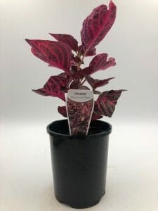 Iresine 'Bloodleaf'