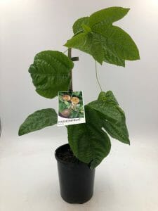 A Passionfruit 'Black' plant in a 6" pot with large, textured green leaves and a tag displaying vibrant fruit images.