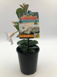 Mandevilla 'Aloha White' 6" Pot