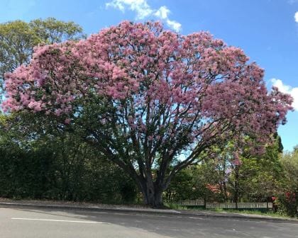 A large, lush Calodendrum 'Cape Chestnut' Tree 6" Pot with vibrant pink blossoms stands beside a road under a clear blue sky.