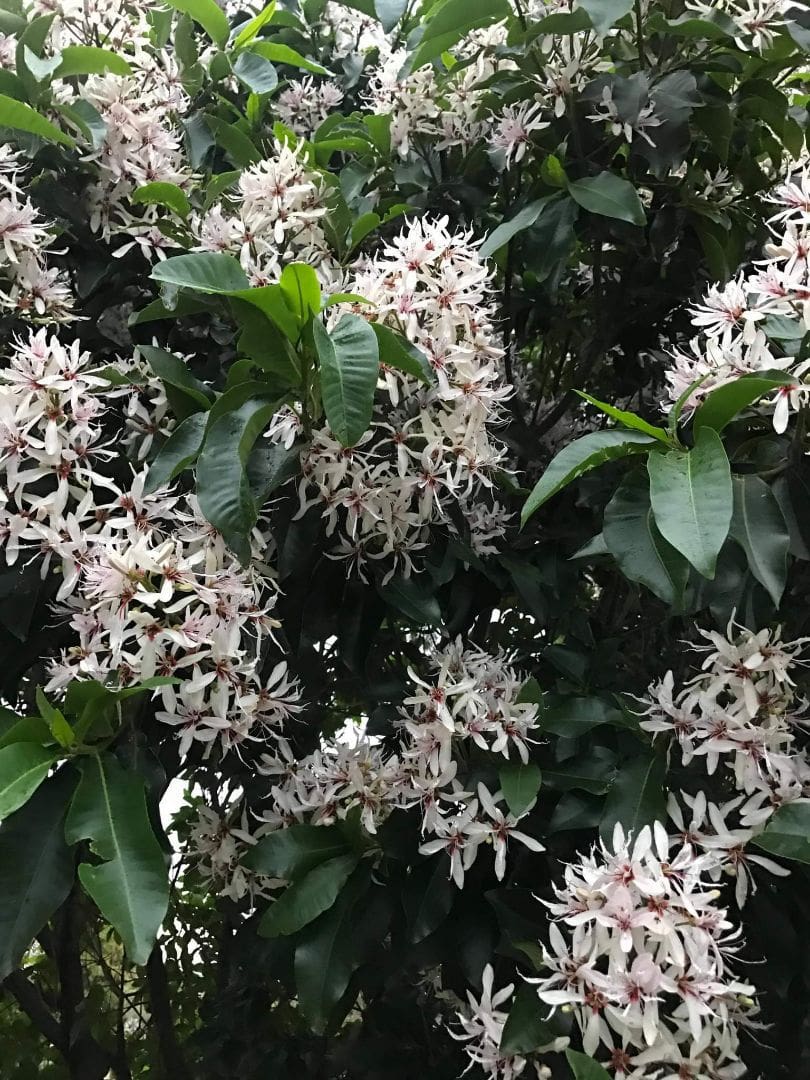 Calodendrum 'Cape Chestnut' Tree 24" Pot