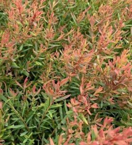 Melaleuca 'Claret Tops' 6" Pot features dense foliage with green and reddish leaves that are narrow and elongated.