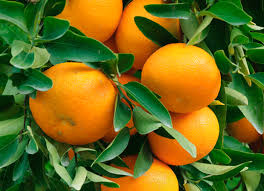 Ripe Citrus Mandarin 'Imperial' 5L Pot oranges on a tree surrounded by green leaves.
