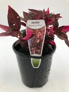 A striking Iresine 'Bloodleaf' plant with vibrant red-purple foliage is elegantly displayed in a sleek black 6" pot.