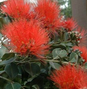 Close-up of vibrant red Metrosideros 'Little Dugald' flowers with thin, spiky petals and green leaves in the background.