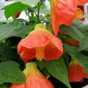 Abutilon Lucky Lantern Tangerine Flower