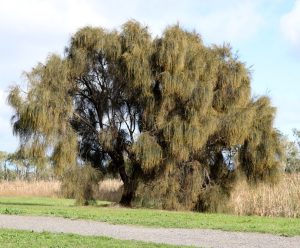 An Austromyrtus 'Midyim Berry' 6" Pot with long, thin branches and sparse leaves is situated on grass near a gravel path, framed by reeds and sky in the background.