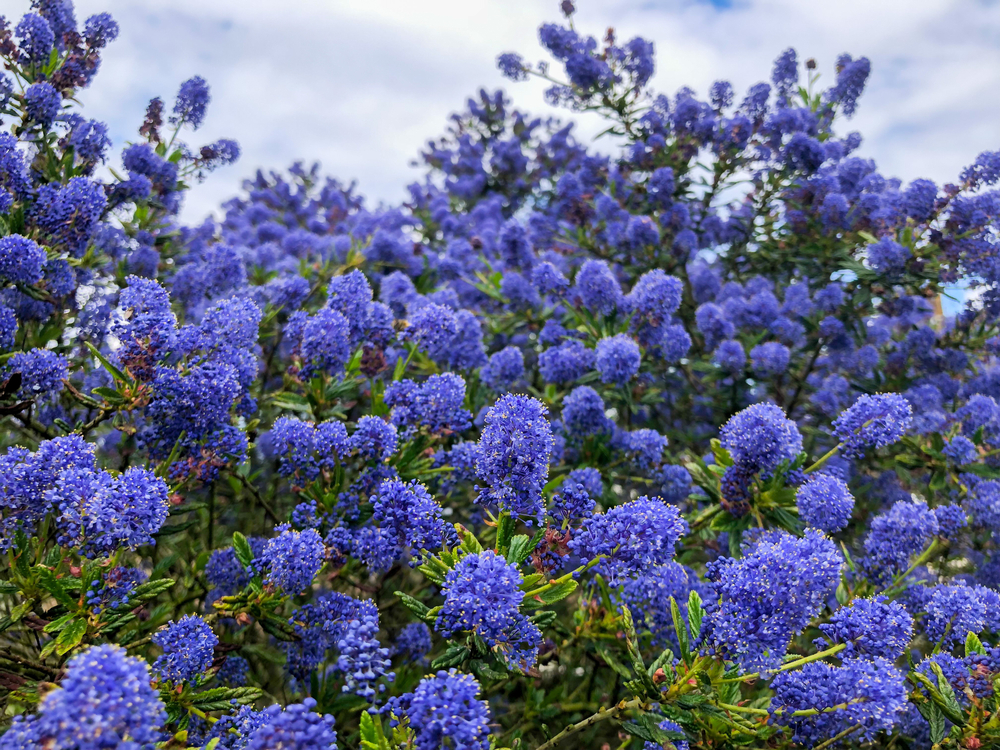 Dense clusters of purple-blue flowers adorn the green leafy Austromyrtus 'Midyim Berry' in a 6" Pot under a partly cloudy sky.
