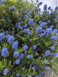 Austromyrtus 'Midyim Berry' 6" Pot is a shrub featuring glossy green leaves and clusters of small blue flowers, ideal for outdoor growing.