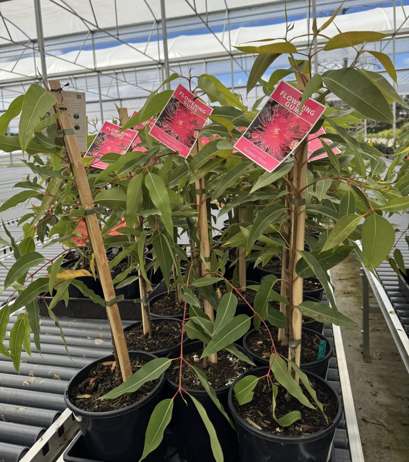 Several Corymbia 'Summer Glory' Grafted Gum plants in 8" pots, each with a pink label, are displayed together inside a glasshouse.