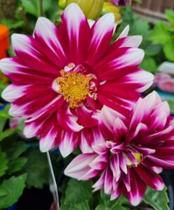 The Dahlia Dalina® Grande 'Cancun' in a 6" pot showcases vibrant magenta and white blooms with yellow centers, lush green foliage, and adds a tropical flair to any garden. Perfect for those seeking vivid color.