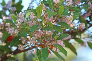 Austromyrtus 'Midyim Berry' in a 6" pot features clusters of small pink flowers and elongated green leaves, thriving in bright natural light.