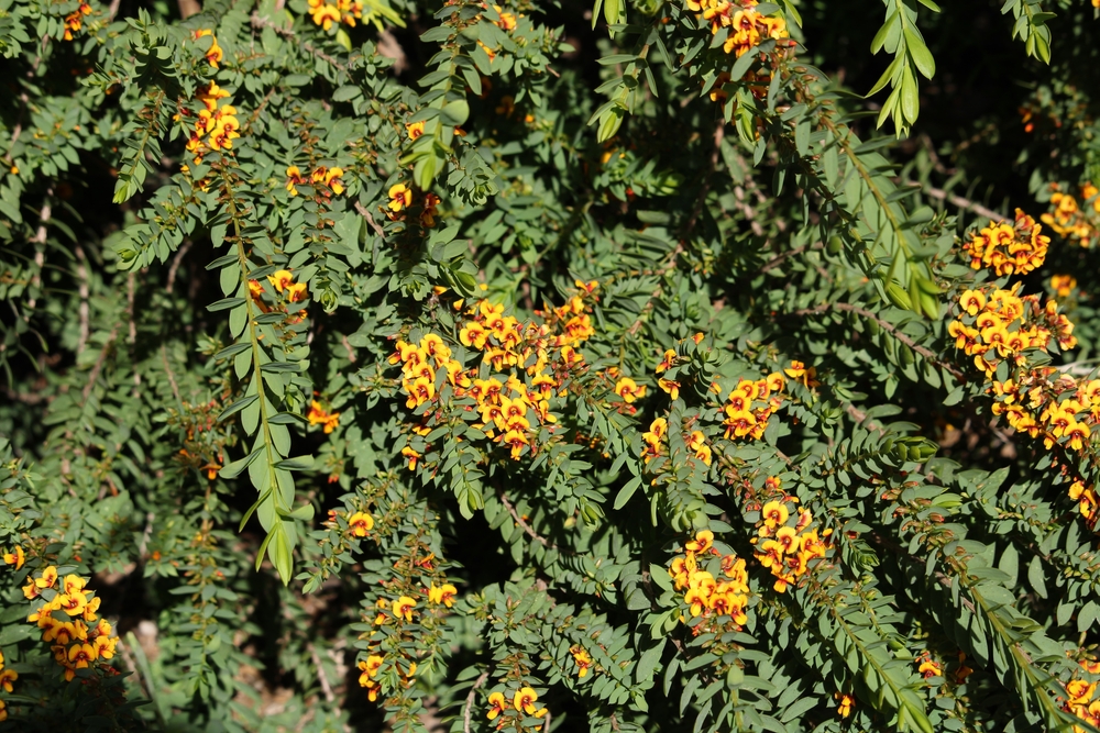 The Austromyrtus 'Midyim Berry' 6" Pot features dense green foliage with clusters of bright orange and yellow pea-like flowers on arching stems, perfect for adding vibrant color to gardens or patios.