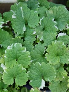Close-up of Glechoma variegata 'Creeping Charlie' leaves with scalloped edges and white borders, densely packed together as a vibrant ground cover.
