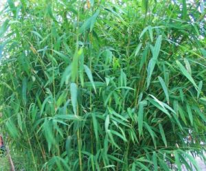 Tall, green stalks of Bambusa 'Nepalese Blue' Bamboo in an 8" pot, with abundant narrow leaves, exude a serene beauty reminiscent of tranquil Nepalese landscapes.