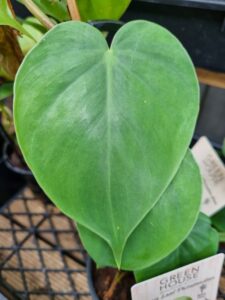 Close-up of a lush, green Philodendron 'Heart Leaf' in a black pot, showcasing its signature heart-shaped leaves with a plant label partially visible in the background.