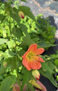 A hand holds an Abutilon 'Lucky Lantern Tangerine' 6" Pot, showing its jagged green leaves, orange flowers, and buds. The blurred garden background suggests it's ideal for growing in a 6" pot.