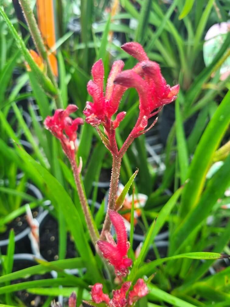 Close-up of Anigozanthos 'Bush Elegance™' Kangaroo Paw in a 6" pot, featuring red fuzzy tubular flowers and long green leaves in a garden setting.