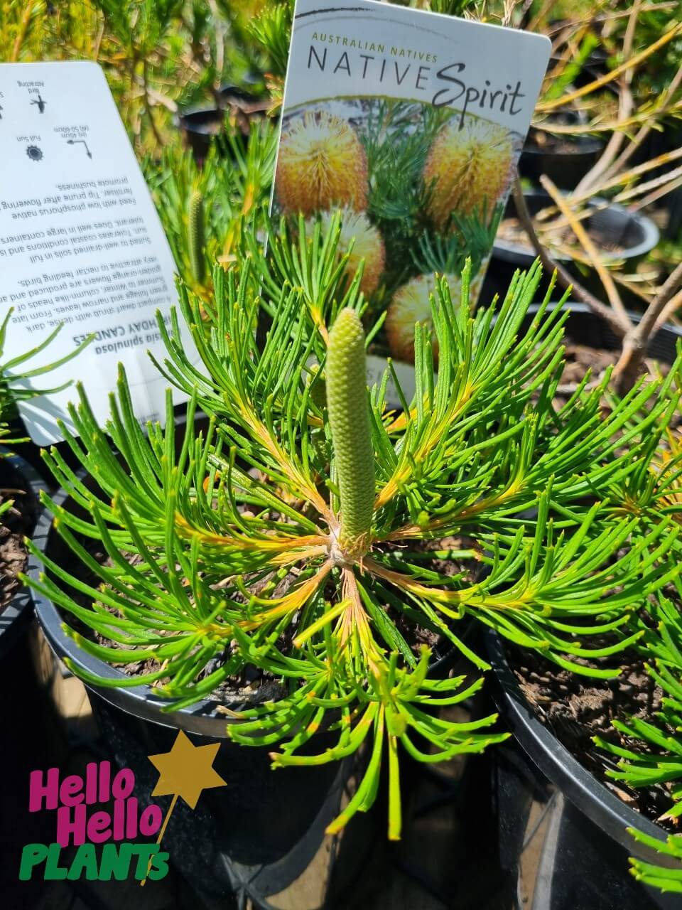Banksia 'Birthday Candles' 6" Pot