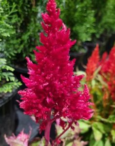 A vibrant pink Celosia 'Dragons Breath' flower stands out against lush green foliage and blurred ornamental plants in the background.
