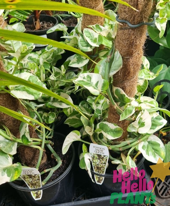 Epipremnum 'Snow Queen' Devil's Ivy Totem 7" Pot