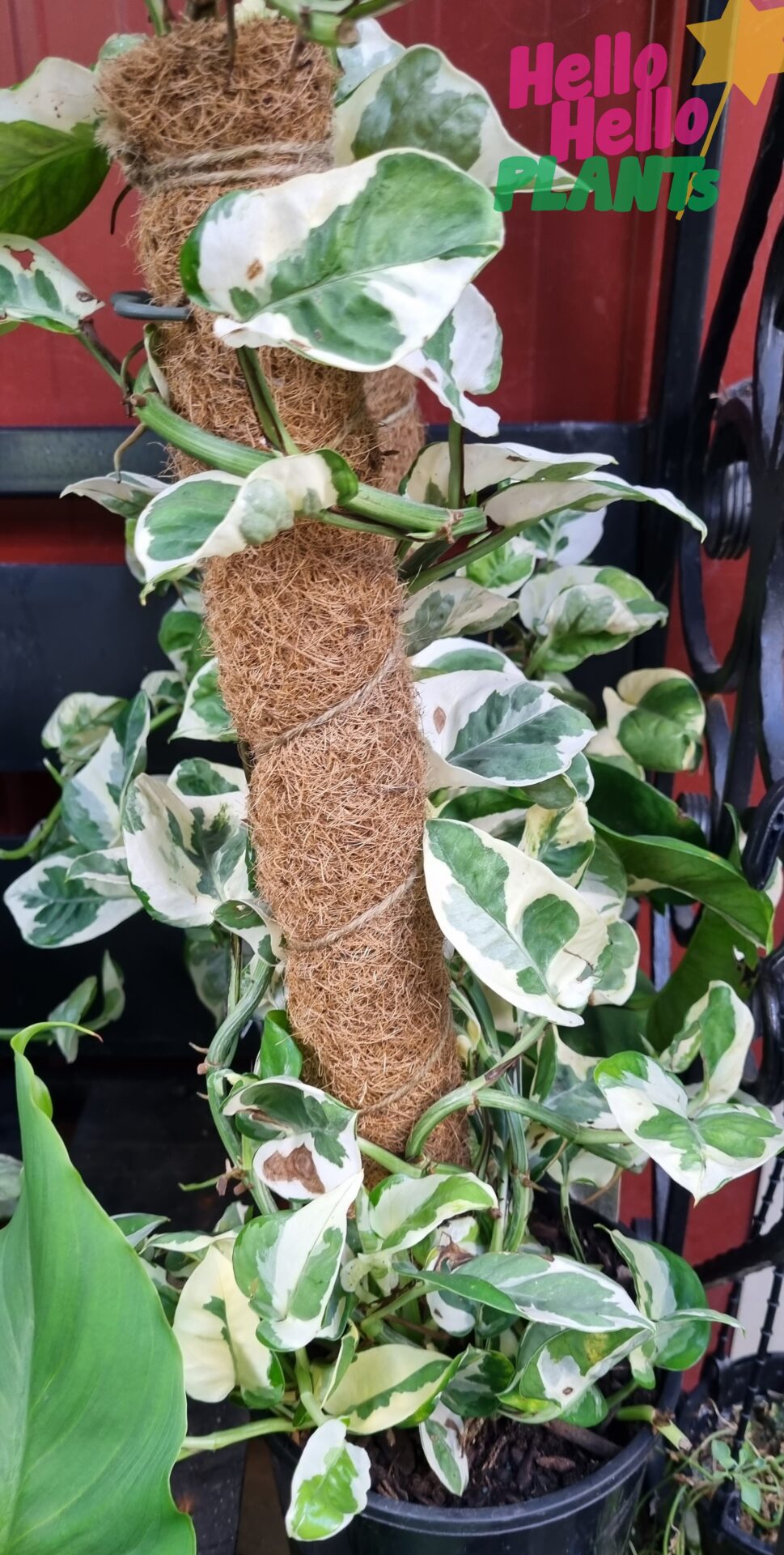 Epipremnum 'Snow Queen' Devil's Ivy Totem 7" Pot