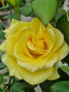 Close-up of a blooming Rose 'St Patrick' PBR surrounded by green leaves.