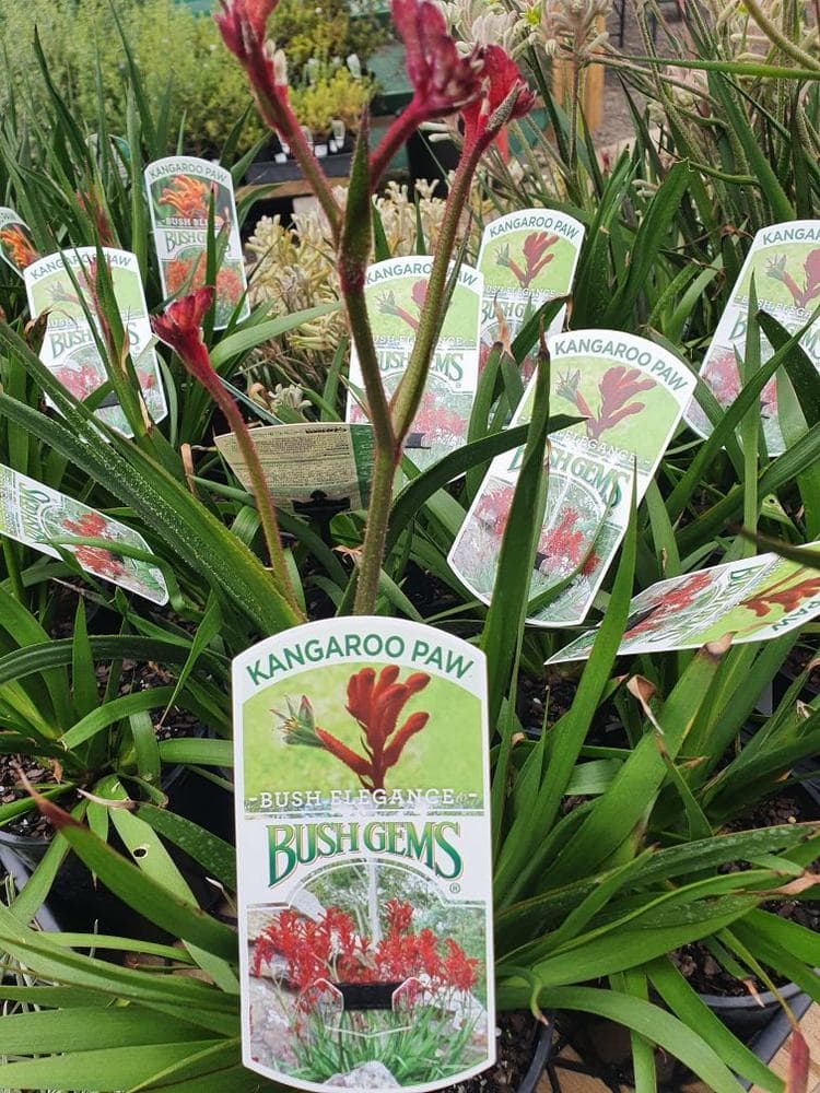 Anigozanthos 'Bush Elegance™' Kangaroo Paw 6" Pot