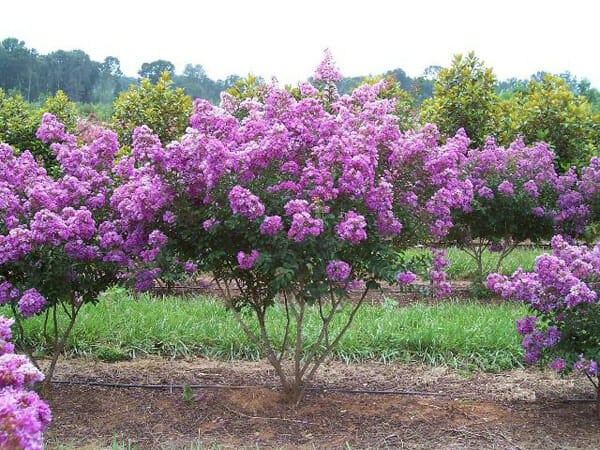 Lagerstroemia 'Lipan' Crepe Myrtle