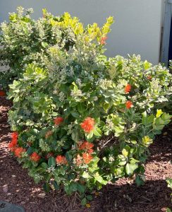 Austromyrtus 'Midyim Berry' 6" Pot features a green shrub with red-orange flower clusters and white buds, perfect for adding vibrant color to your mulched garden by a light-colored wall.