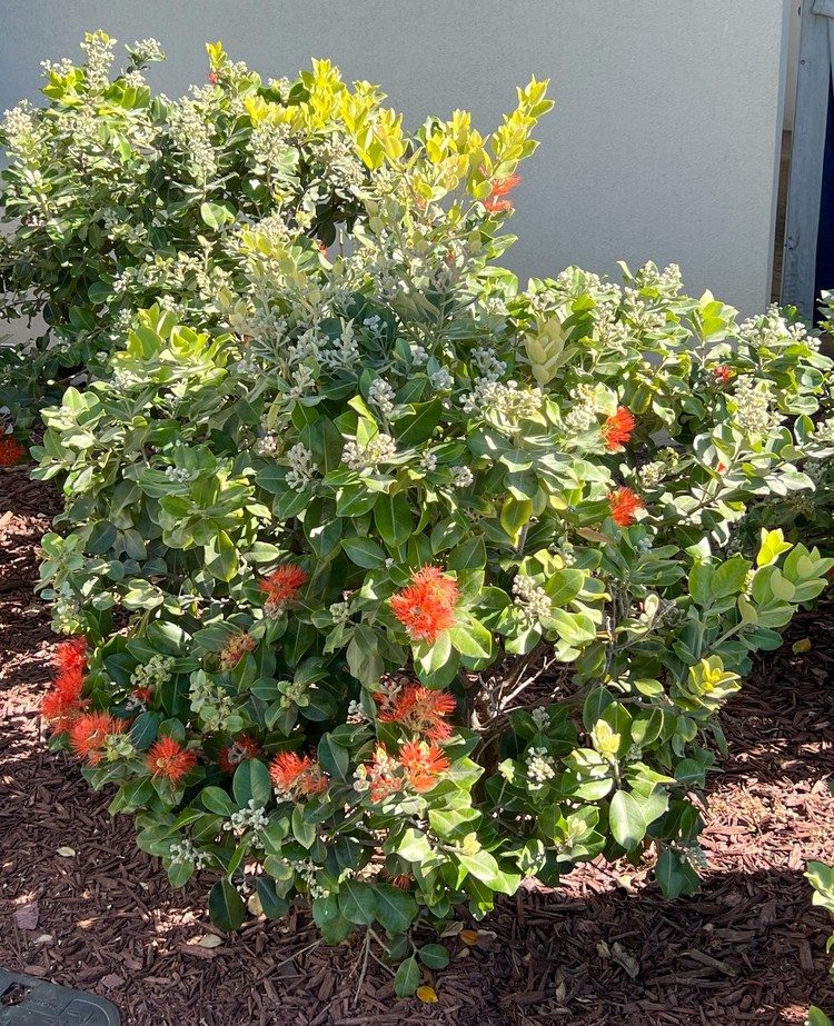 Austromyrtus 'Midyim Berry' 6" Pot features a green shrub with red-orange flower clusters and white buds, perfect for adding vibrant color to your mulched garden by a light-colored wall.