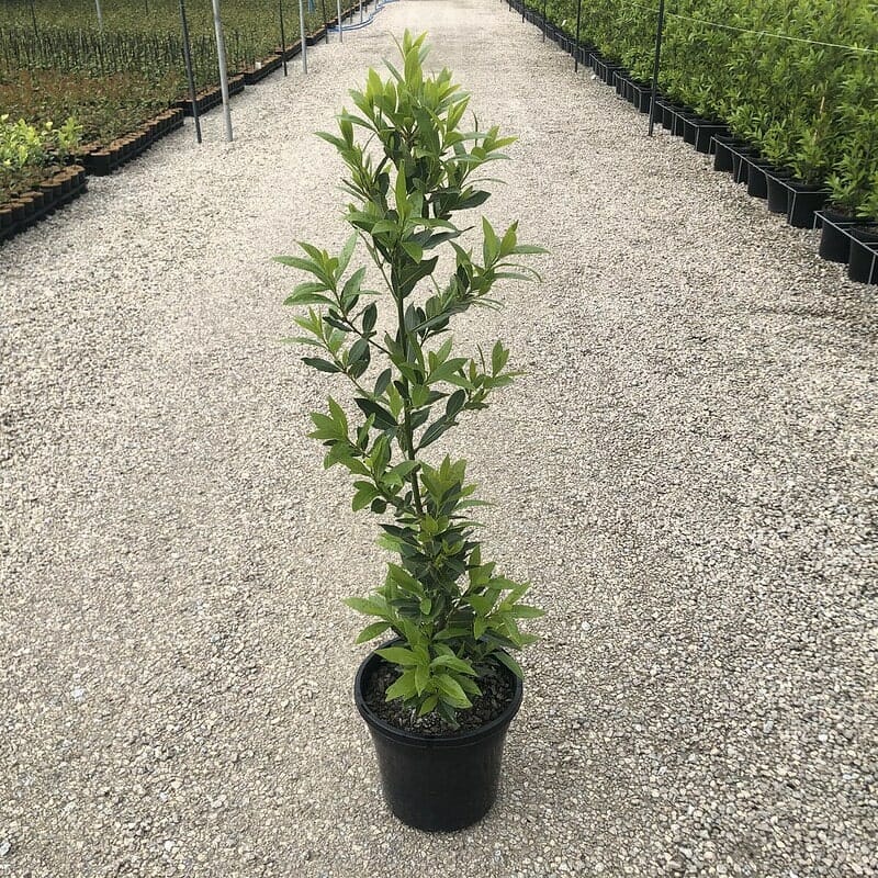 A Laurus 'Miles Choice' Bay Tree in a 10" pot with lush green leaves stands on a gravel path in a plant nursery, surrounded by rows of other potted plants.