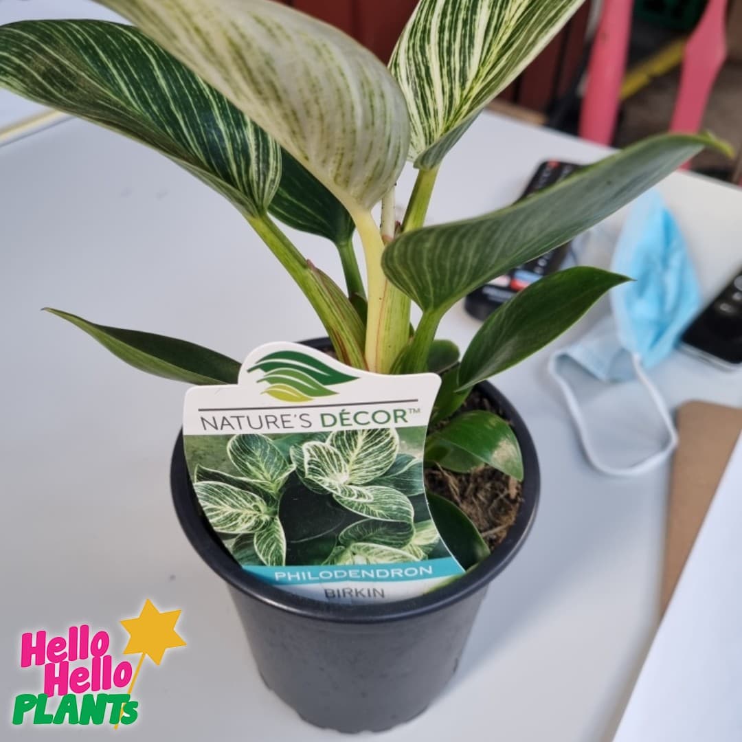 Philodendron 'Birkin' 5" Pot