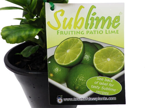A potted Citrus 'Sublime' Lime Tree 8" Pot with a label reading "Sublime Lime Citrus Lime Tree," featuring images of fresh limes and a recipe suggestion.