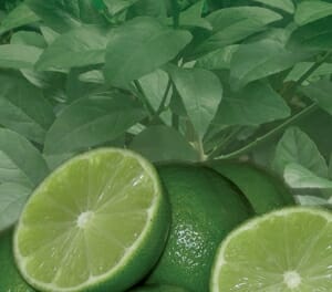 Citrus 'Sublime' Lime Tree and sliced limes on a background of green leaves.